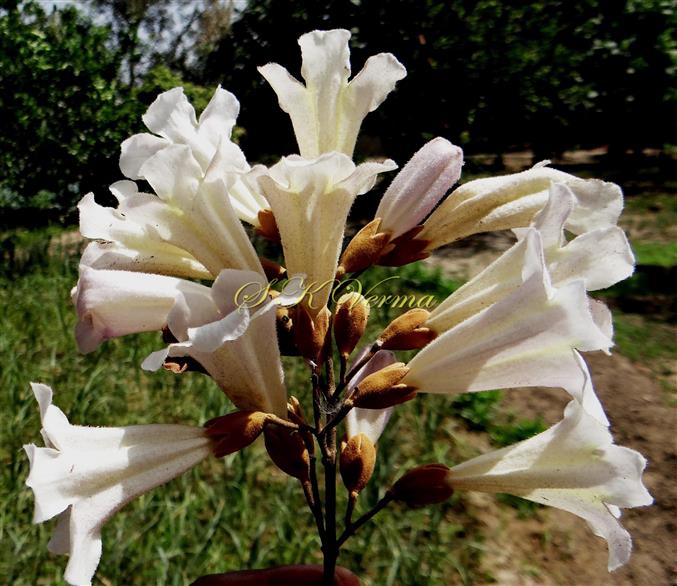  Flowers